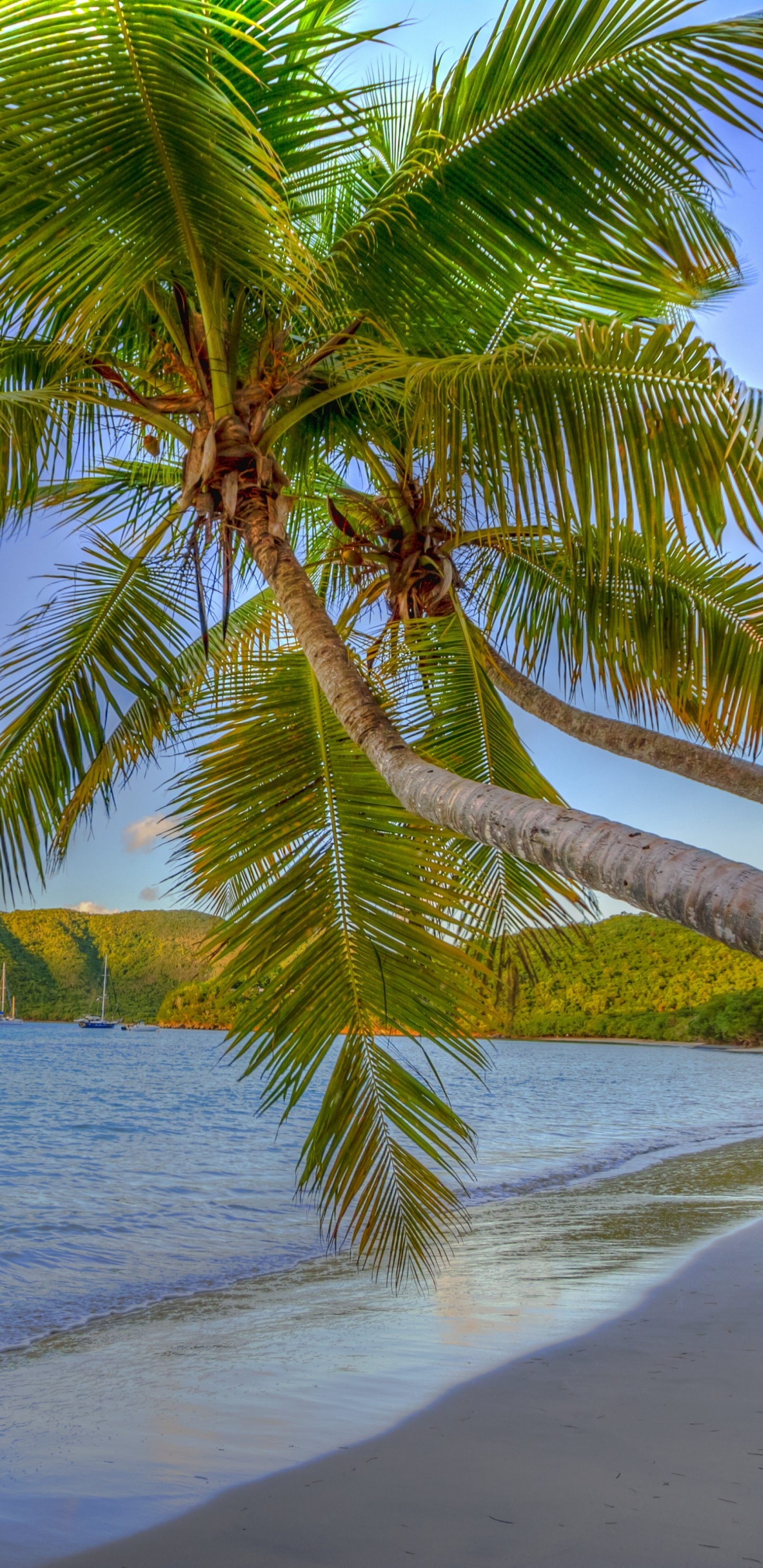 Grüne Palme am Strandufer Tagsüber. Wallpaper in 1440x2960 Resolution