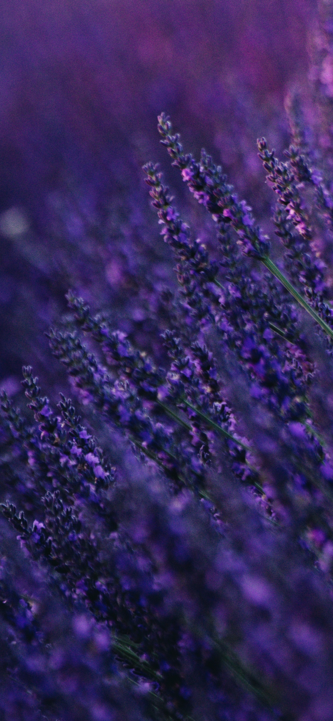 Fleur Violette en Photographie Rapprochée. Wallpaper in 1125x2436 Resolution