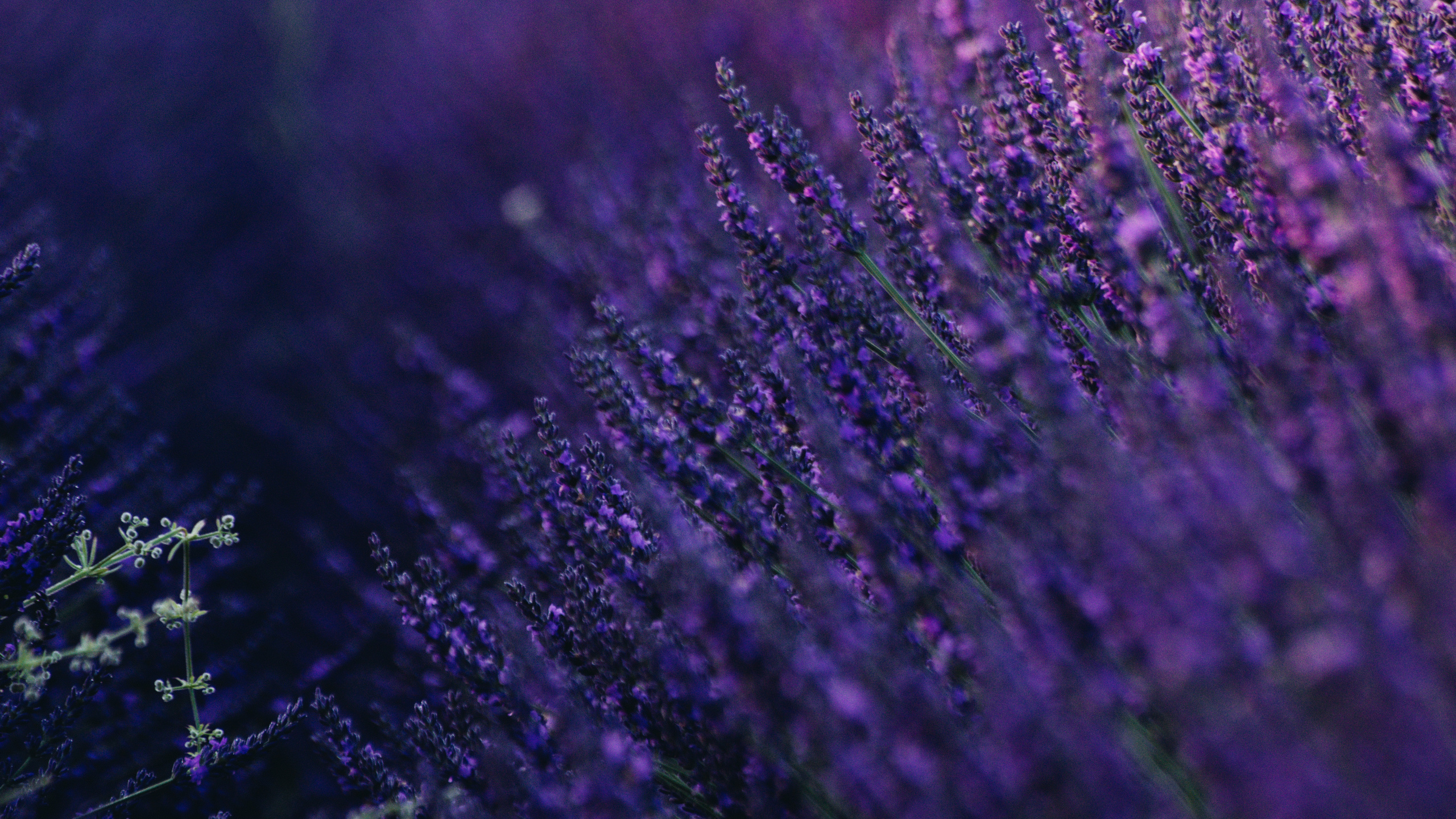 Fleur Violette en Photographie Rapprochée. Wallpaper in 2560x1440 Resolution