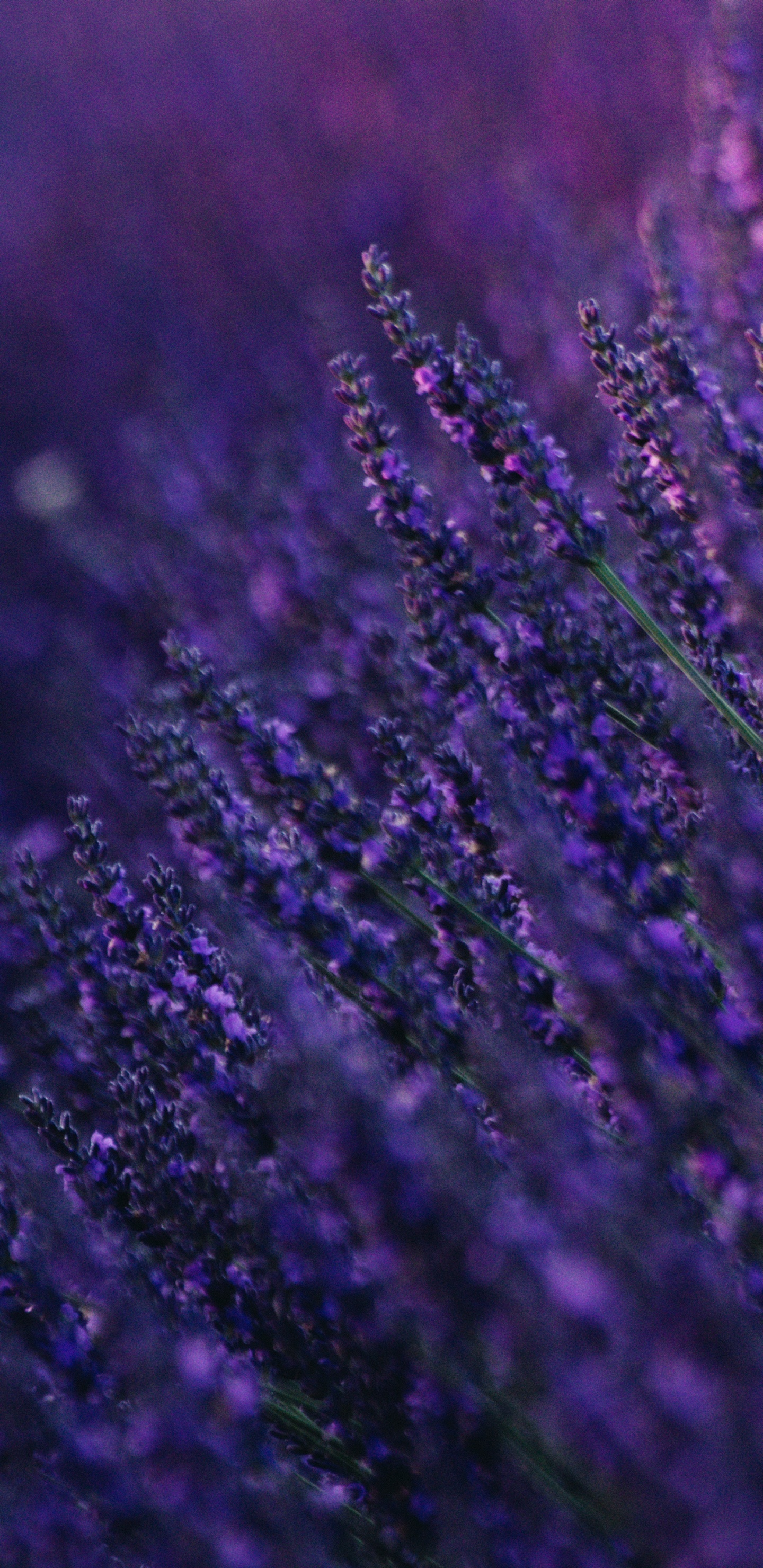 Flor Morada en Fotografía de Cerca. Wallpaper in 1440x2960 Resolution