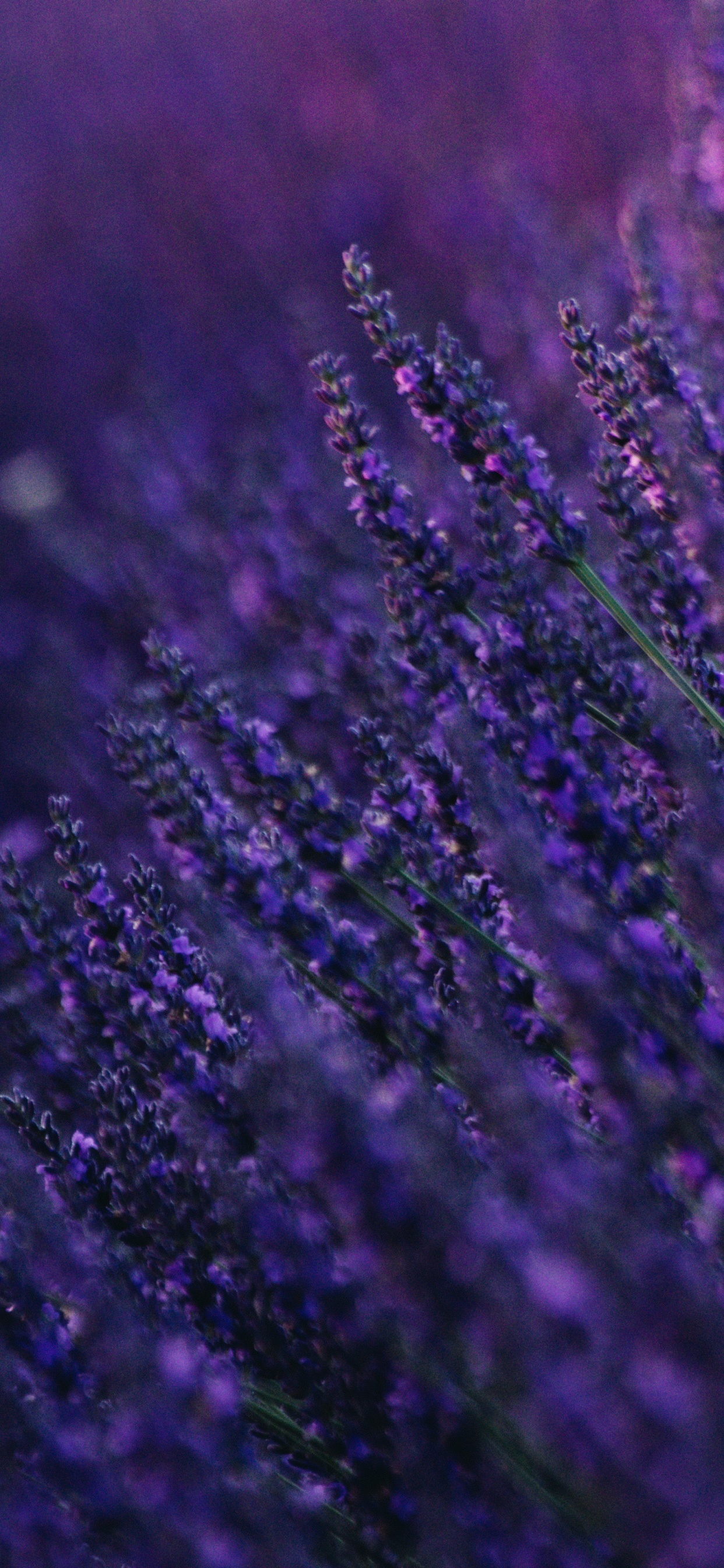 Lila Blume in Nahaufnahme. Wallpaper in 1242x2688 Resolution