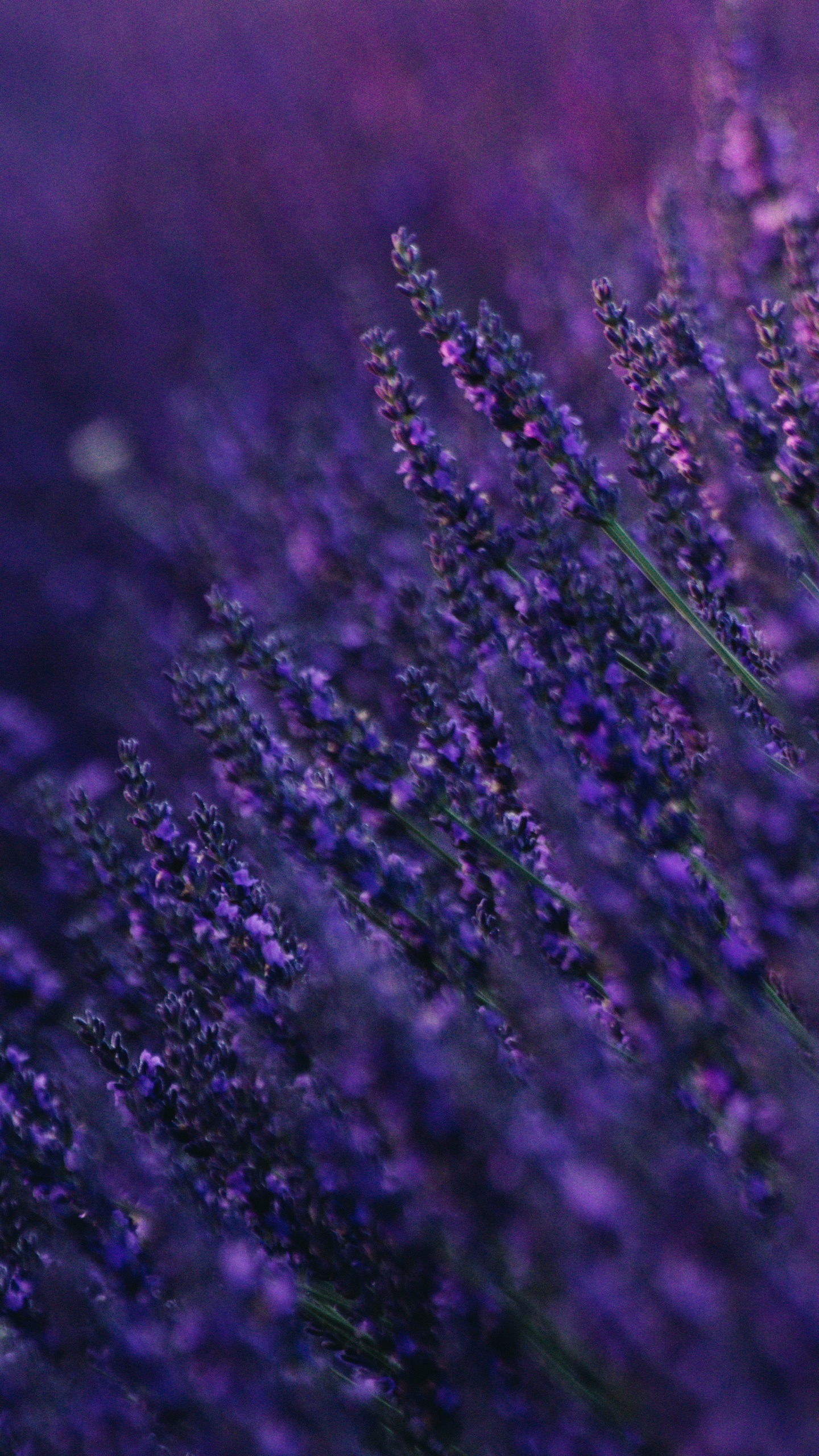 Purple Flower in Close up Photography. Wallpaper in 1440x2560 Resolution