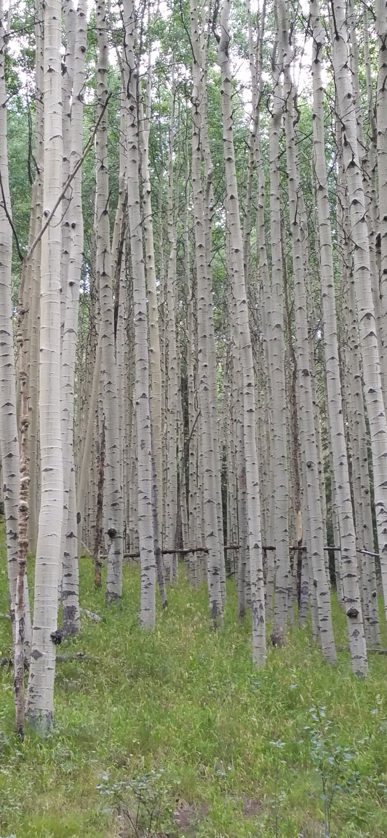 Árboles Marrones en el Campo de Hierba Verde Durante el Día. Wallpaper in 1242x2688 Resolution