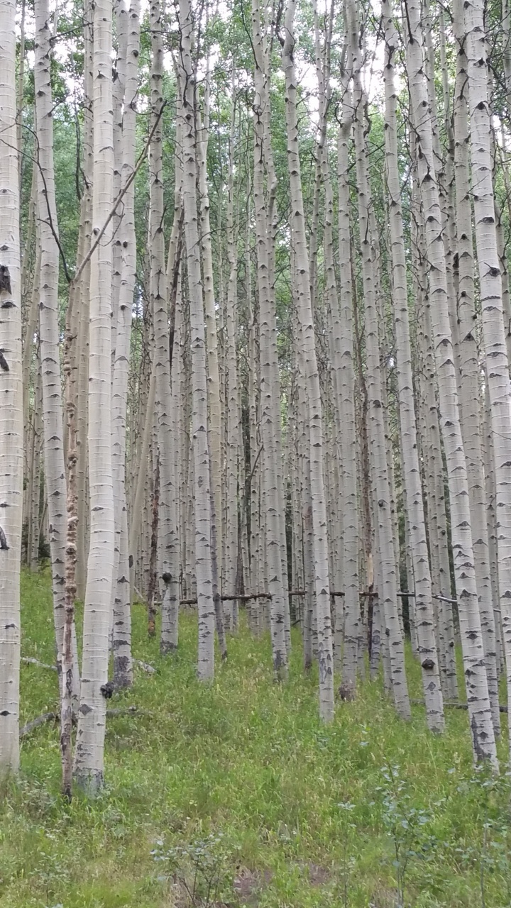 阿斯彭, 森林, 林地, Birch, Grove 壁纸 720x1280 允许