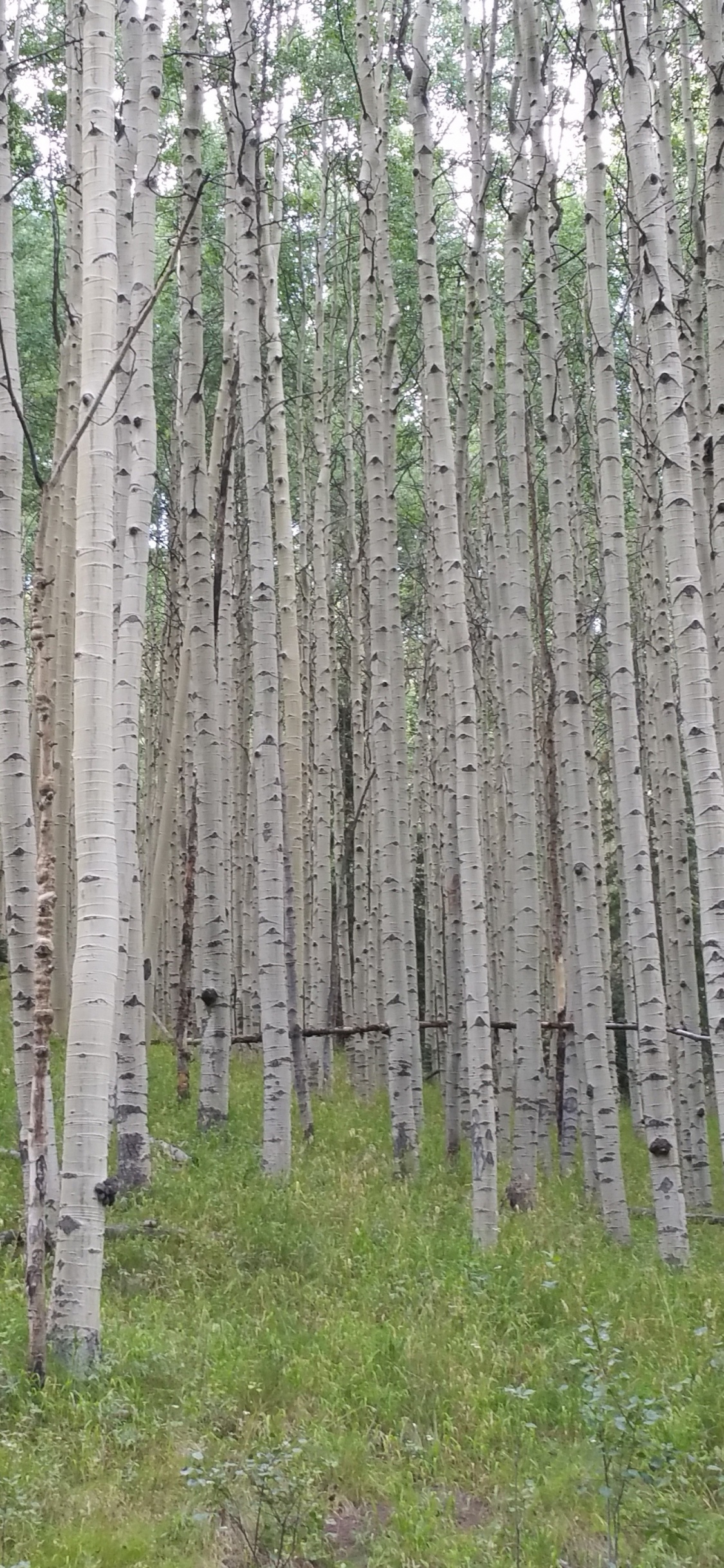 Arbres Bruns Sur Terrain D'herbe Verte Pendant la Journée. Wallpaper in 1125x2436 Resolution