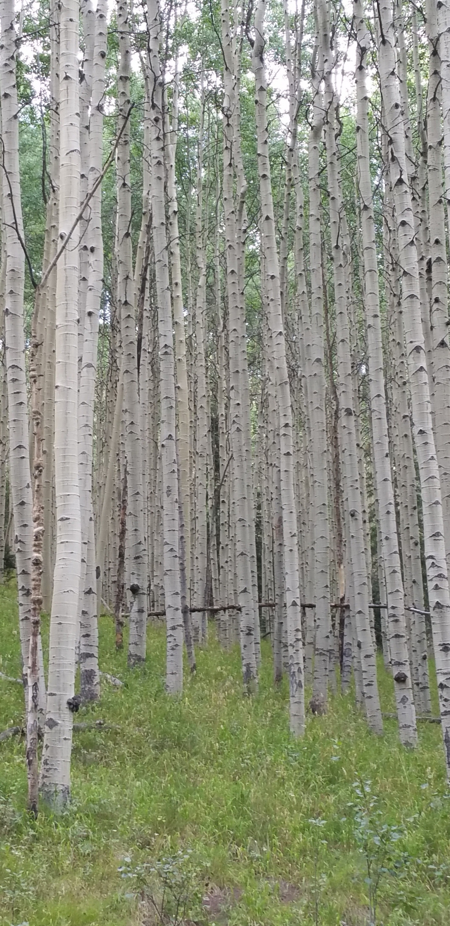 Brown Trees on Green Grass Field During Daytime. Wallpaper in 1440x2960 Resolution