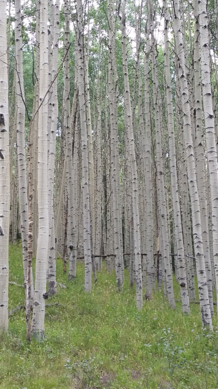 Braune Bäume Auf Grünem Grasfeld Tagsüber. Wallpaper in 750x1334 Resolution