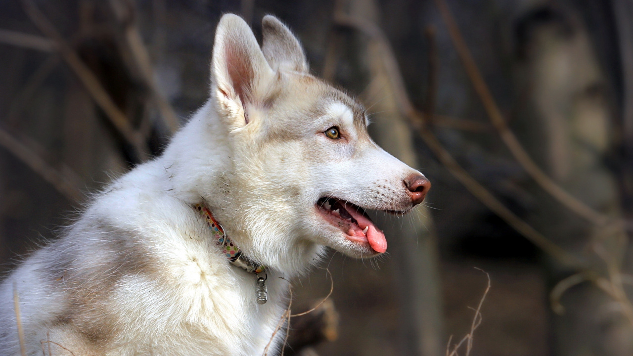 White and Gray Siberian Husky. Wallpaper in 1280x720 Resolution