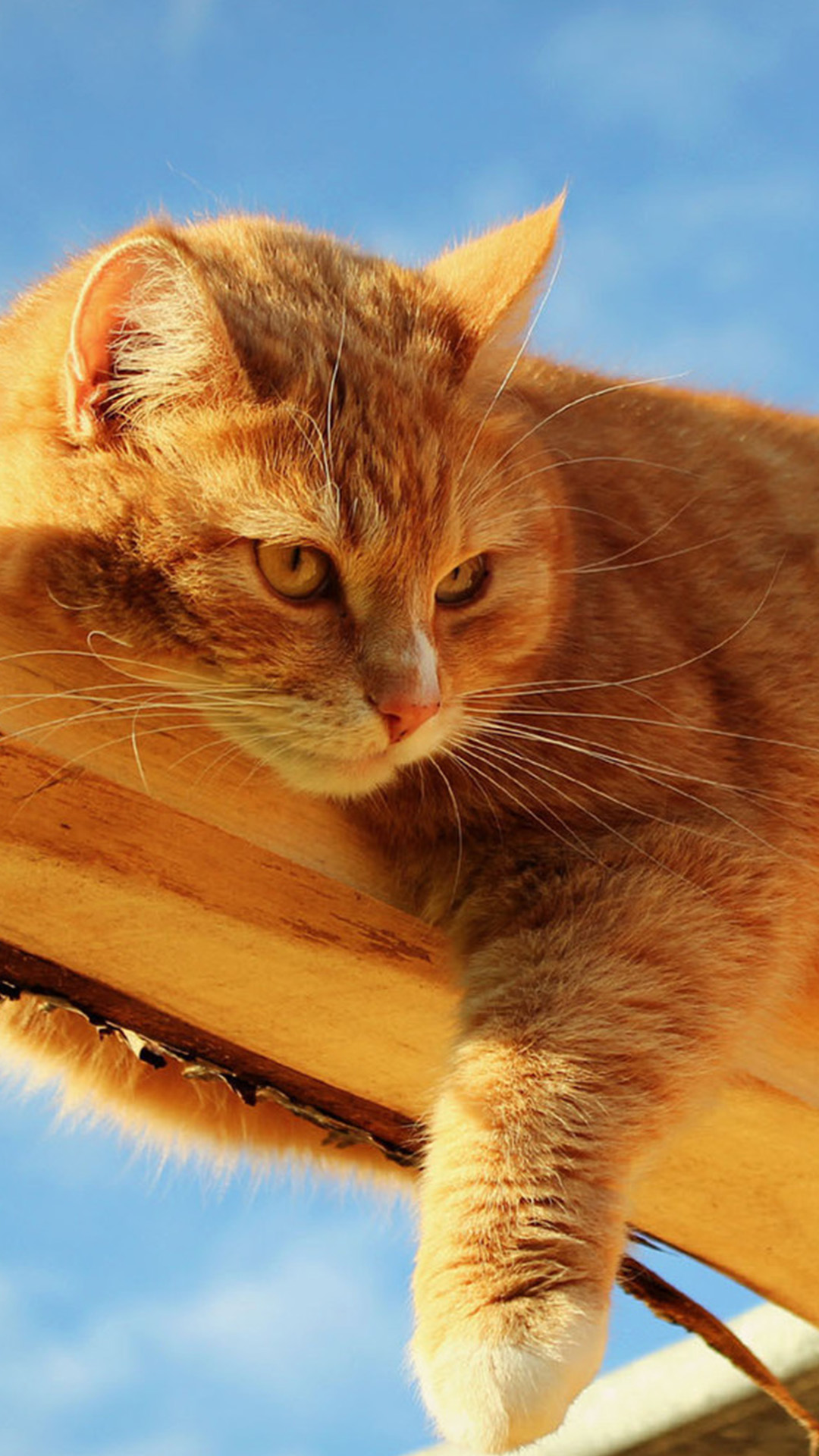 Sphynx Katze, Perserkatze, Felidae, Tabby-Katze, Kätzchen. Wallpaper in 1080x1920 Resolution