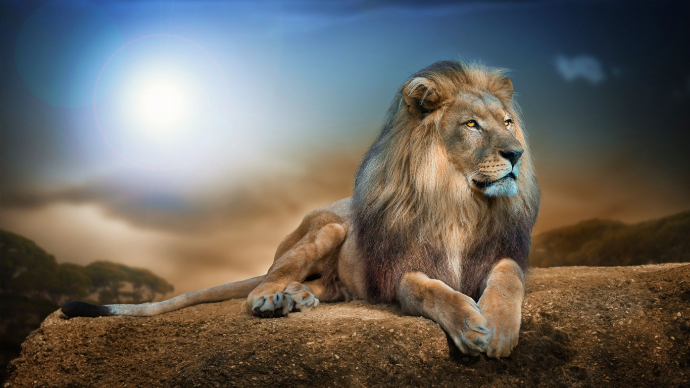 Lion Allongé Sur un Sol Brun Pendant la Journée. Wallpaper in 1366x768 Resolution