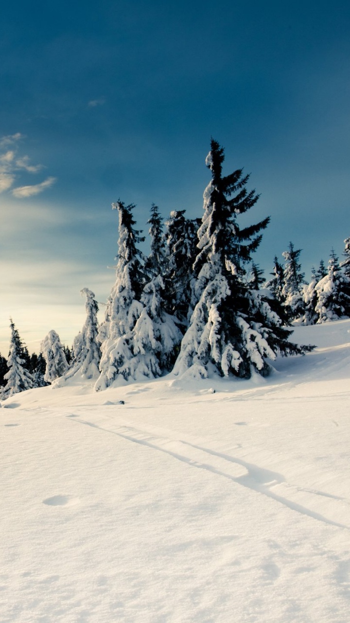 Pine Trees Covered With Snow Under White Clouds and Blue Sky During Daytime. Wallpaper in 720x1280 Resolution