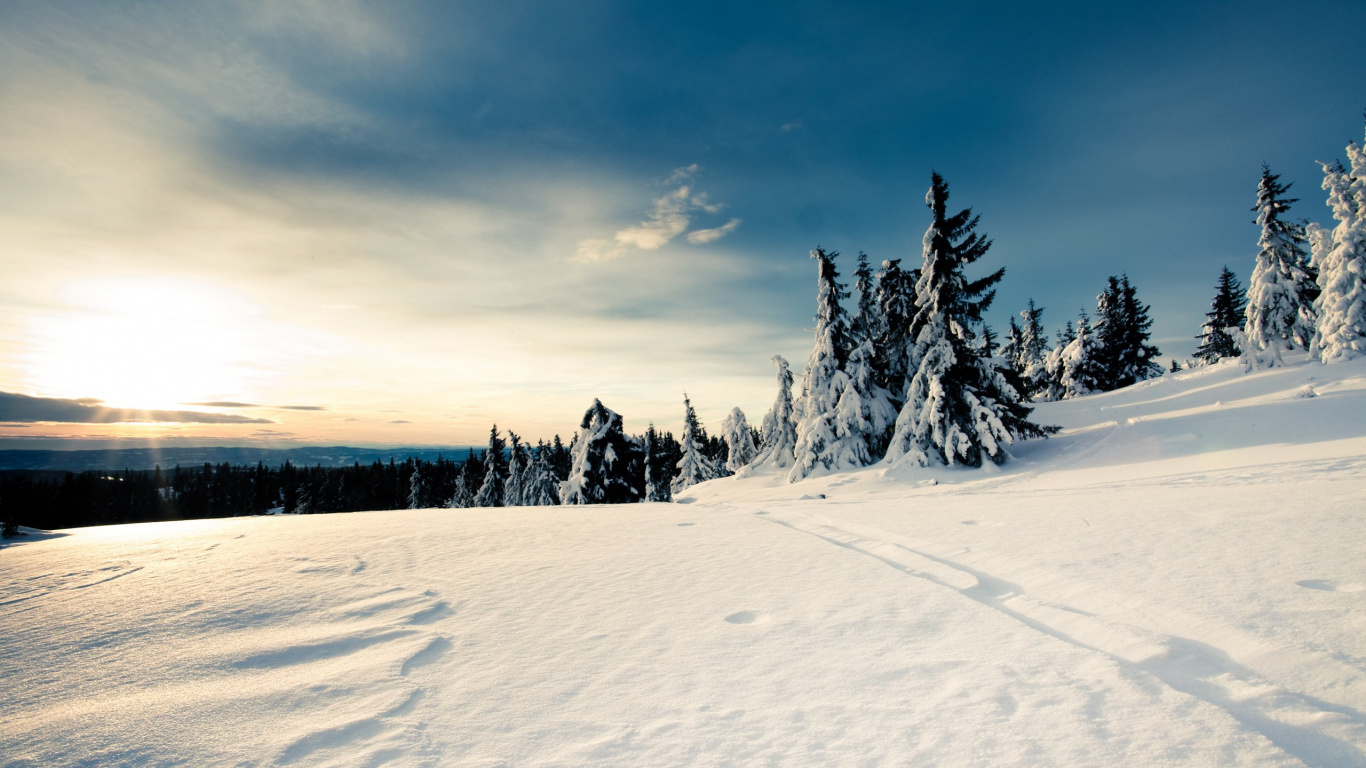 Pinos Cubiertos de Nieve Bajo Las Nubes Blancas y el Cielo Azul Durante el Día. Wallpaper in 1366x768 Resolution