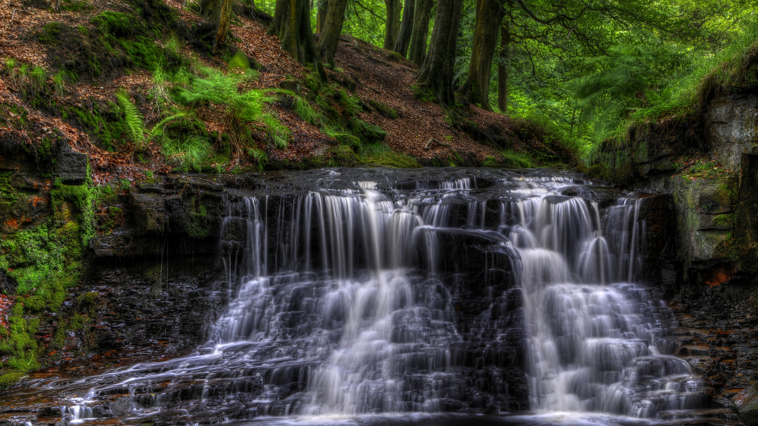 Wasser Fällt im Wald. Wallpaper in 2560x1440 Resolution