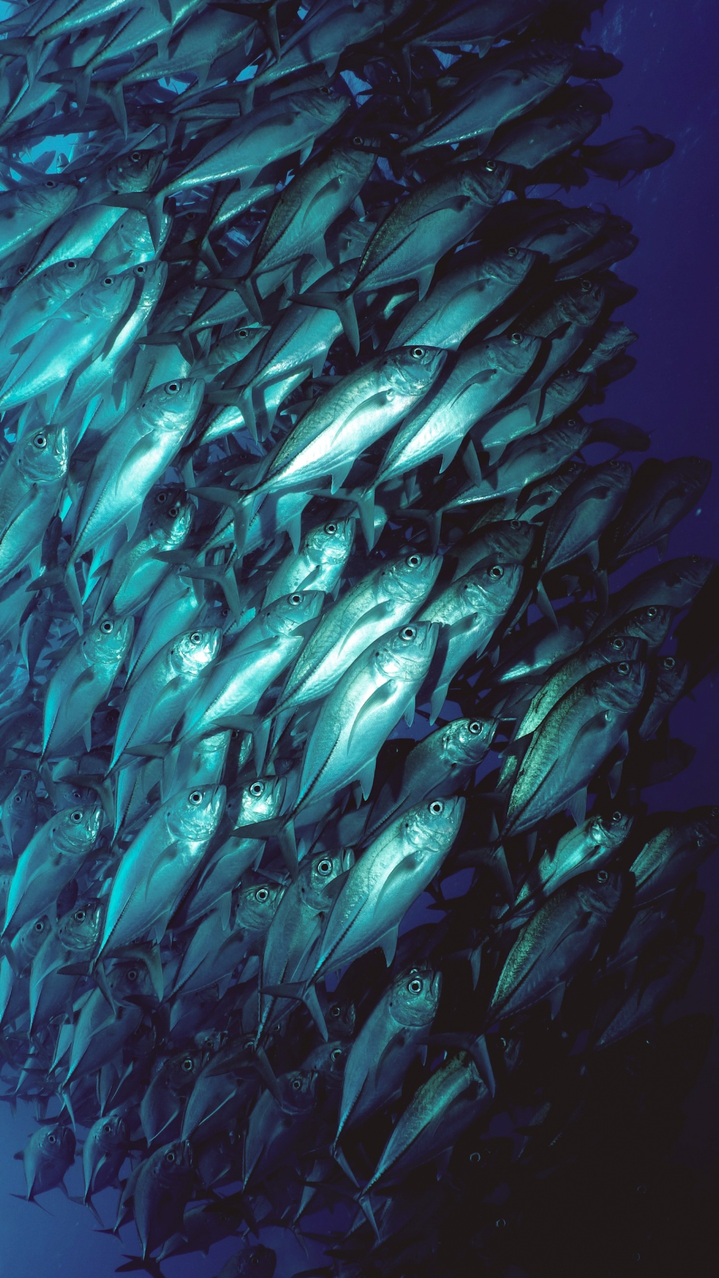 Eau, Corps de L'eau, Aquaculture, Liquid, Fluide. Wallpaper in 1440x2560 Resolution