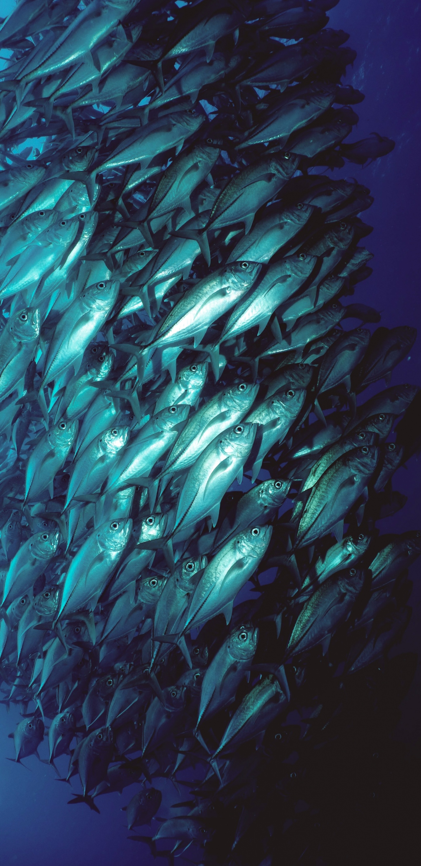 Eau, Corps de L'eau, Aquaculture, Liquid, Fluide. Wallpaper in 1440x2960 Resolution