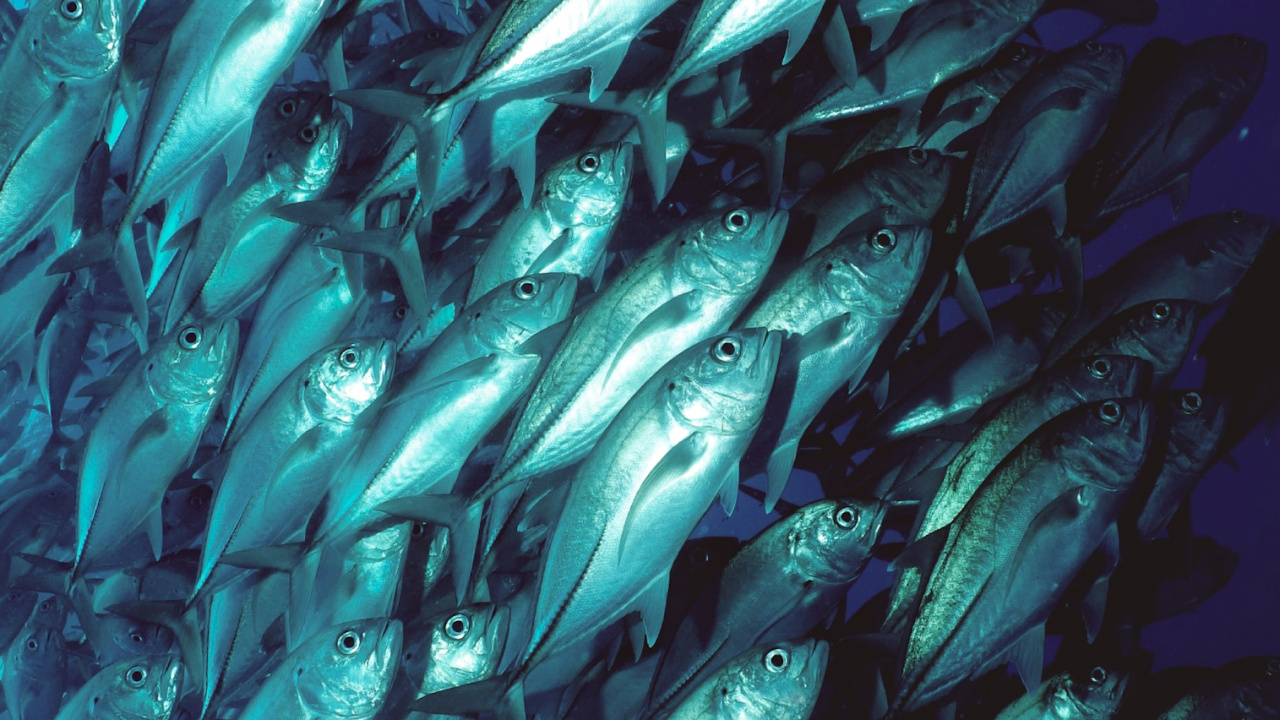 Wasser, Gewässer, Aquakultur, Flüssigkeit, Unterwasser. Wallpaper in 1280x720 Resolution