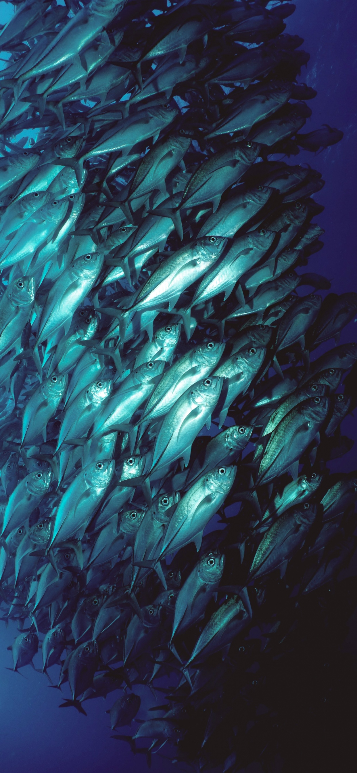 Water, Body of Water, Aquaculture, Liquid, Fluid. Wallpaper in 1242x2688 Resolution