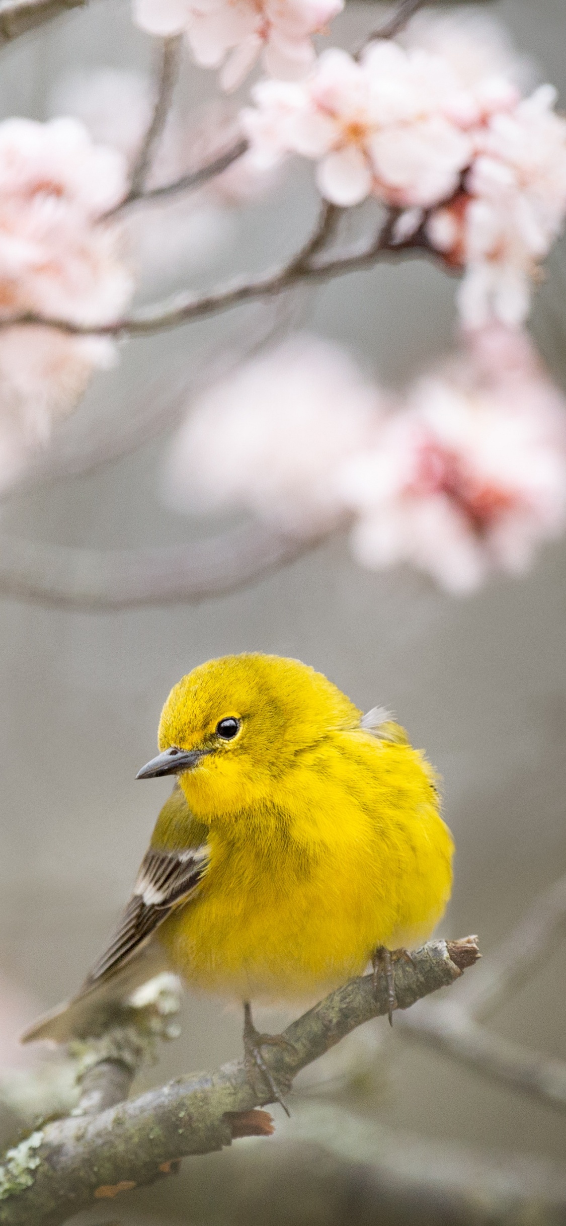 Oiseau Jaune Perché Sur Une Branche D'arbre. Wallpaper in 1125x2436 Resolution