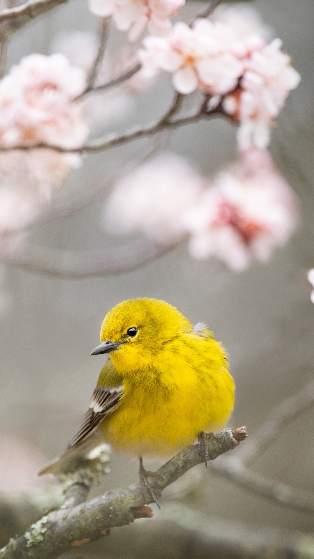 鸟, 树枝, 弹簧, 黄色的, 开花 壁纸 1080x1920 允许