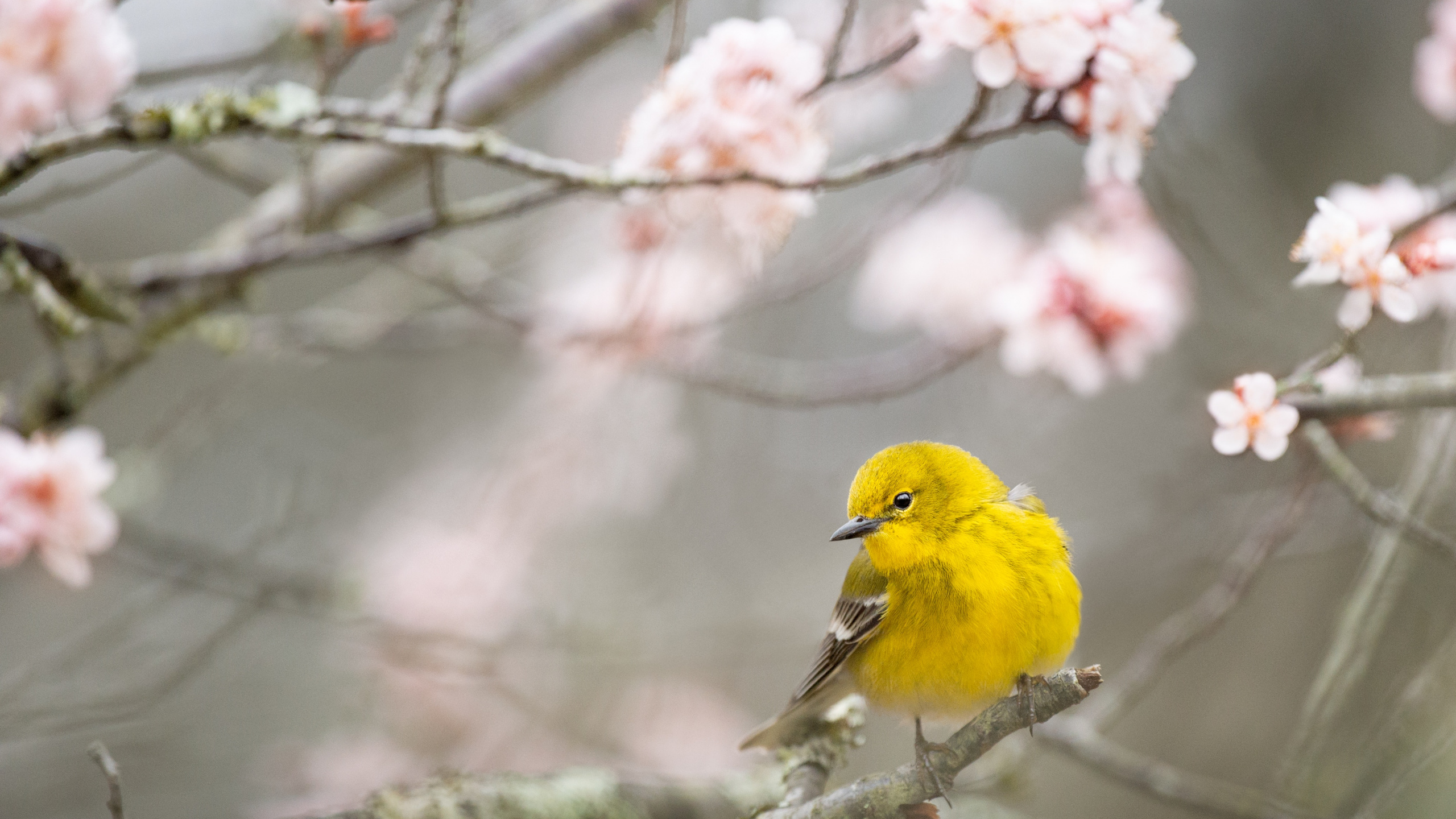 鸟, 树枝, 弹簧, 黄色的, 开花 壁纸 2560x1440 允许