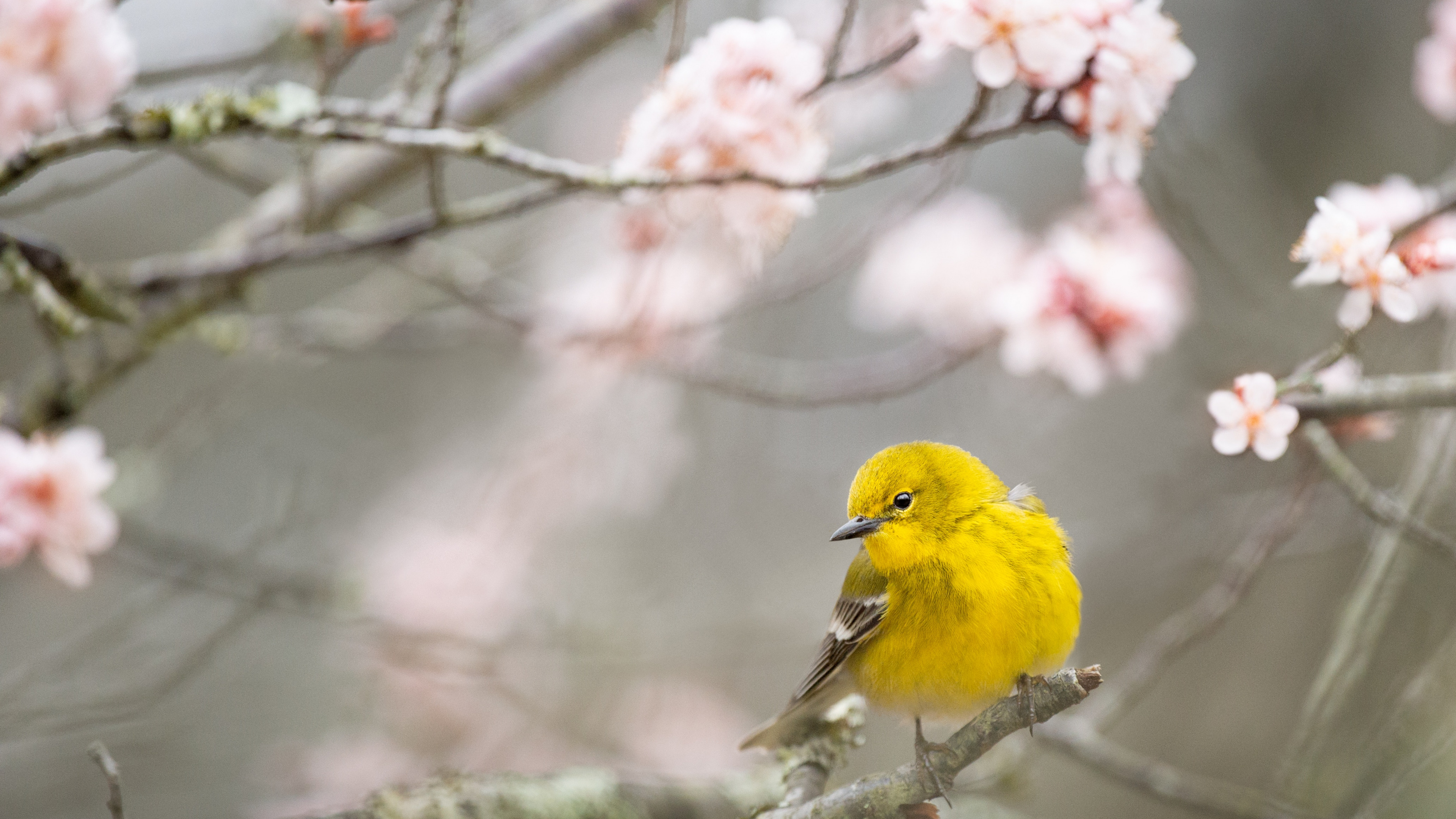 Yellow Bird Perched on Tree Branch. Wallpaper in 3840x2160 Resolution