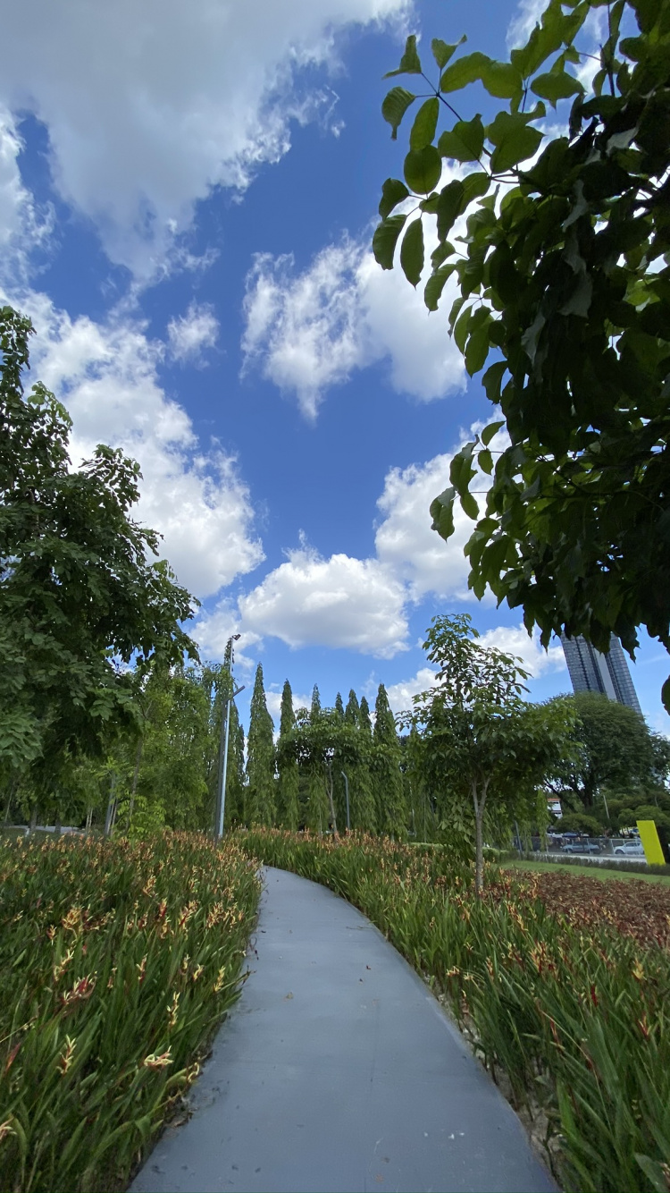 Gras, Staude, Gehweg, Cumulus, Gras-Familie. Wallpaper in 750x1334 Resolution
