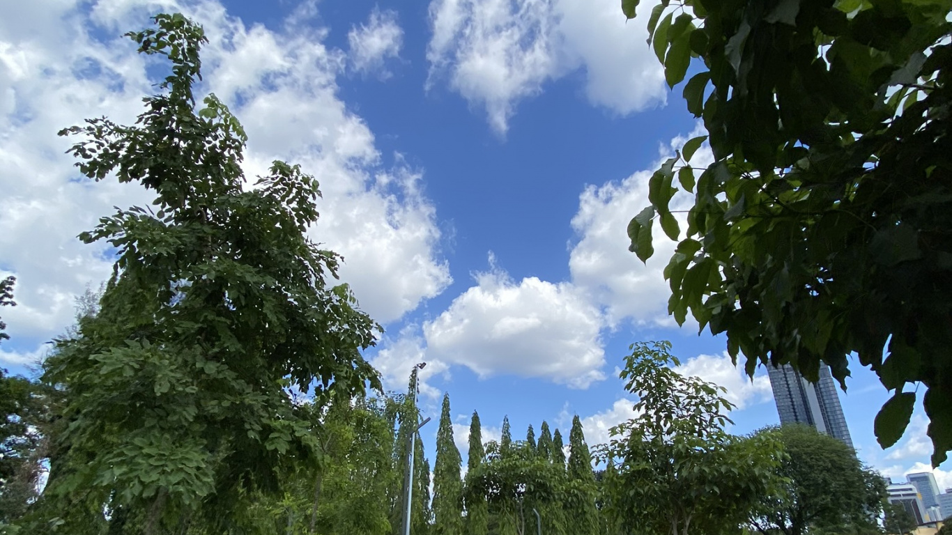 Grass, Plant, Shrub, Walkway, Cumulus. Wallpaper in 1366x768 Resolution