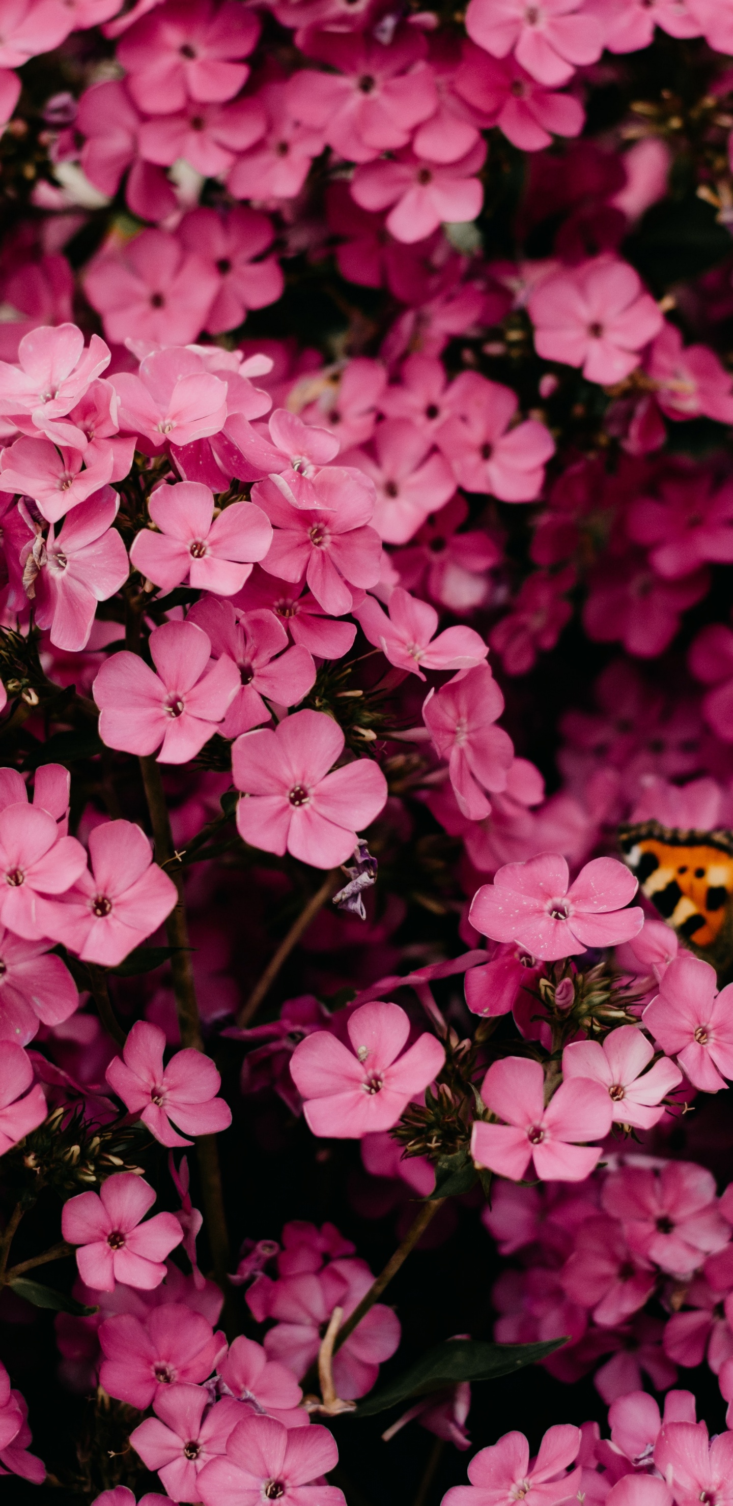 Fleur Rose, Roses, Bouquet de Fleurs, Pink, Rose Pivoine Rose. Wallpaper in 1440x2960 Resolution