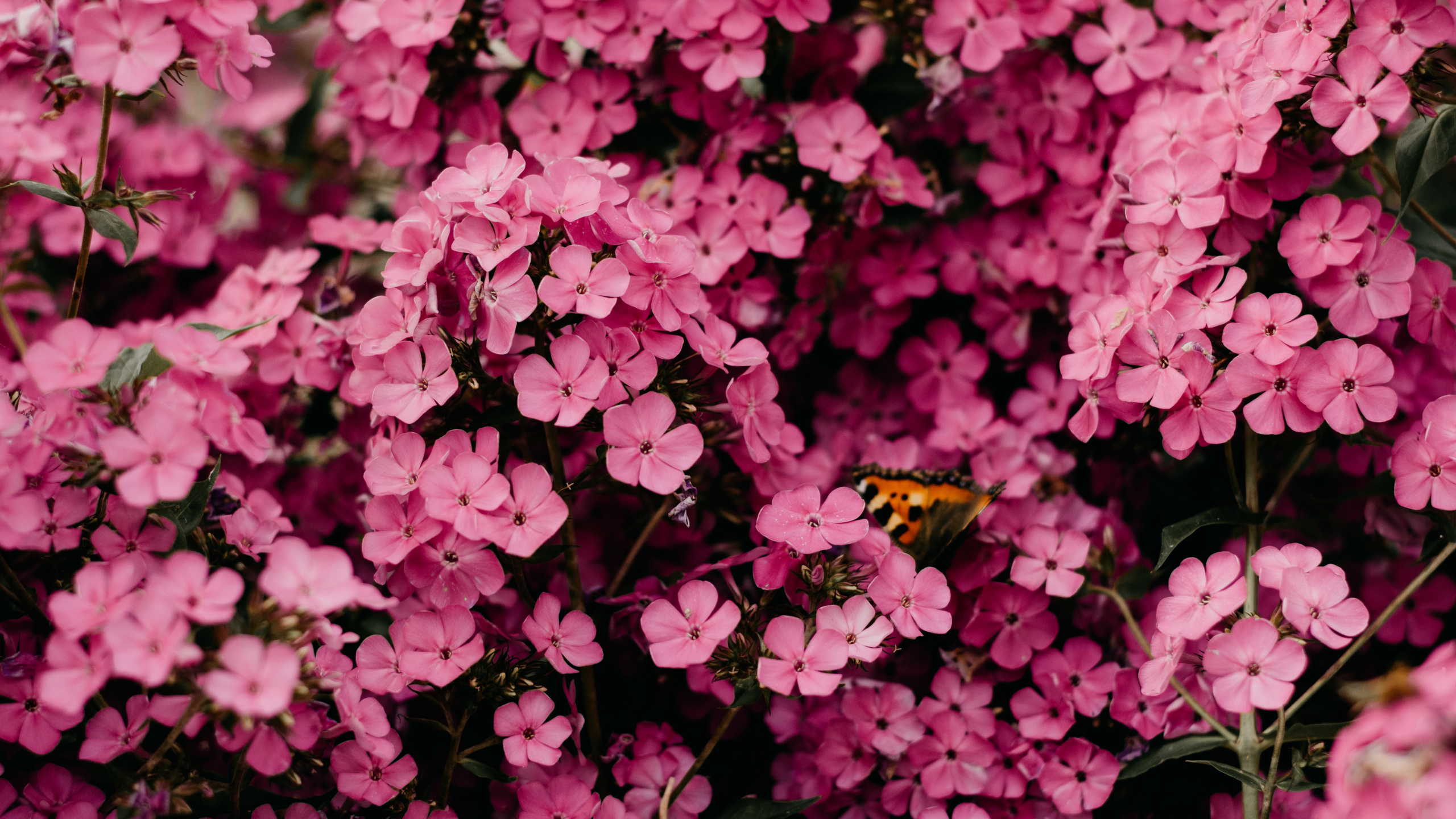 Pink Flower, Flower, Rose, Flower Bouquet, Pink. Wallpaper in 2560x1440 Resolution
