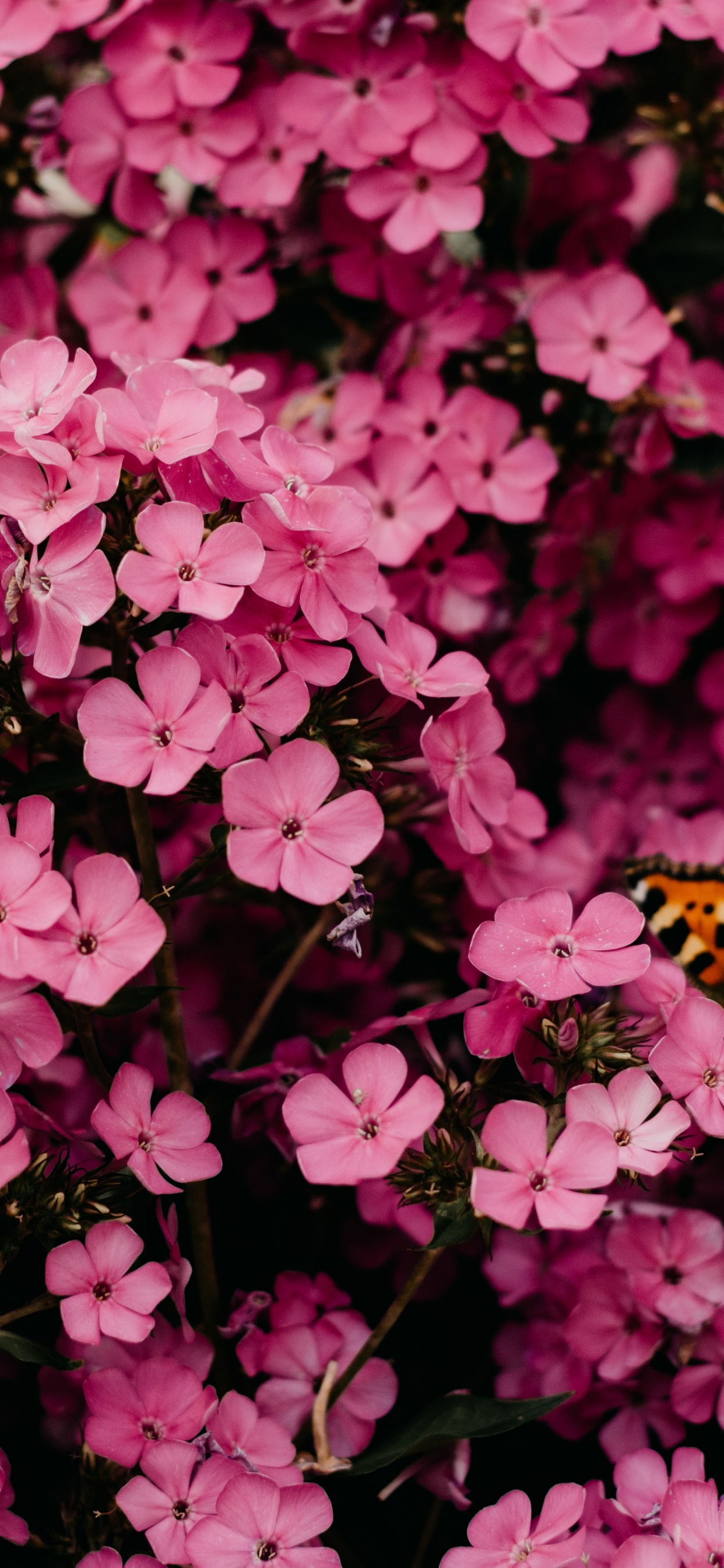 Pinke Blume, Rose, Pink, Rosa Pfingstrose, Brautkleid. Wallpaper in 1242x2688 Resolution