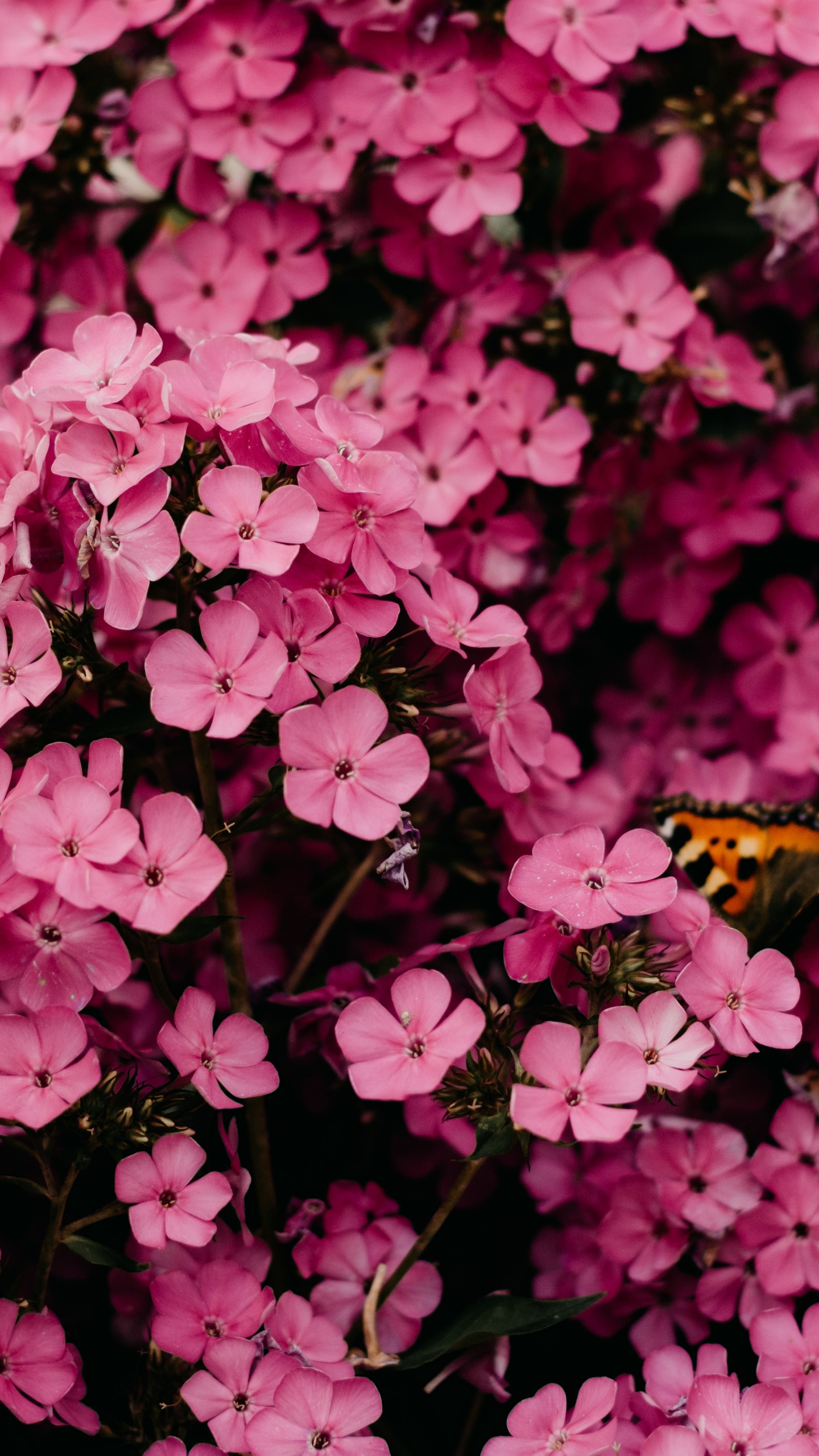 Pinke Blume, Rose, Pink, Rosa Pfingstrose, Brautkleid. Wallpaper in 1440x2560 Resolution