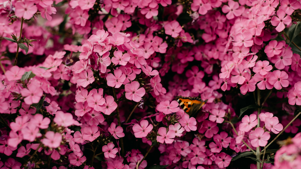 Ramo de Flores, Rosa, Rosa Peonía Rosa, Vestido de Novia, Peonía. Wallpaper in 1280x720 Resolution
