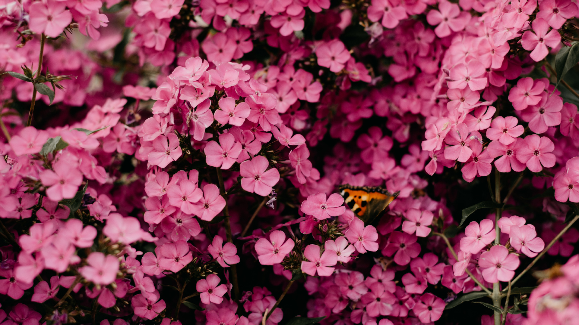 Ramo de Flores, Rosa, Rosa Peonía Rosa, Vestido de Novia, Peonía. Wallpaper in 1920x1080 Resolution