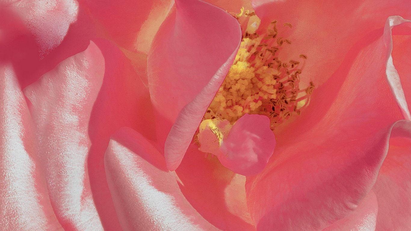 Huawei, Huawei View 20, Les Roses de Jardin, Pétale, Pink. Wallpaper in 1366x768 Resolution