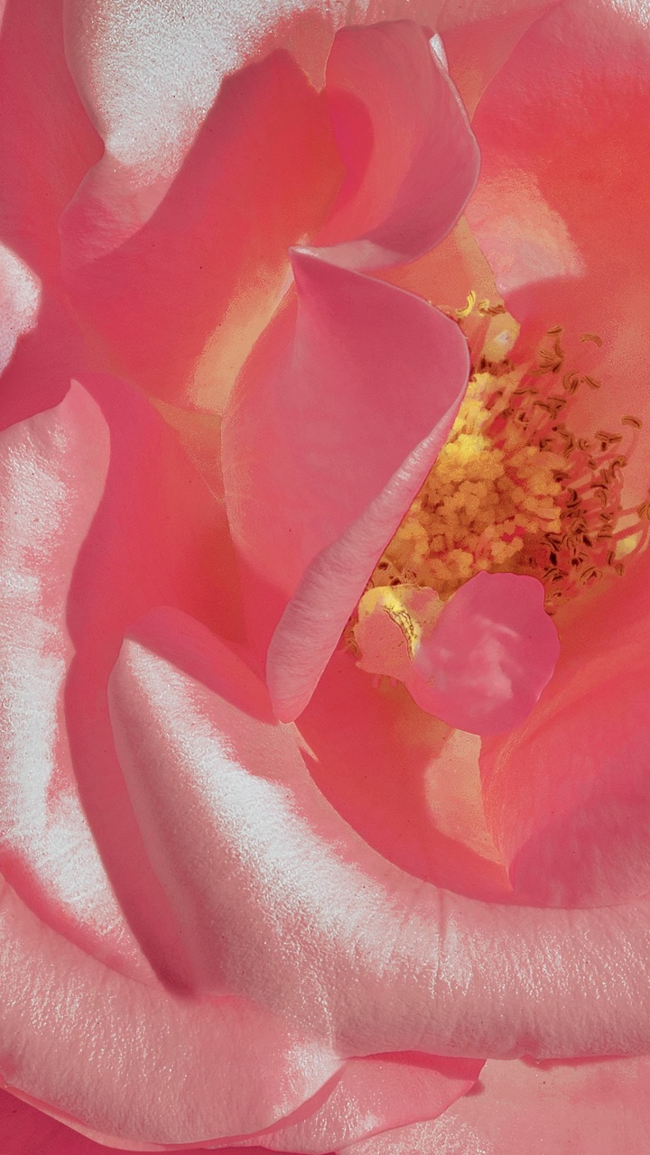 Huawei, Huawei View 20, Les Roses de Jardin, Pétale, Pink. Wallpaper in 720x1280 Resolution