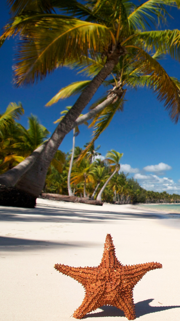 Brown Starfish on Beach During Daytime. Wallpaper in 750x1334 Resolution