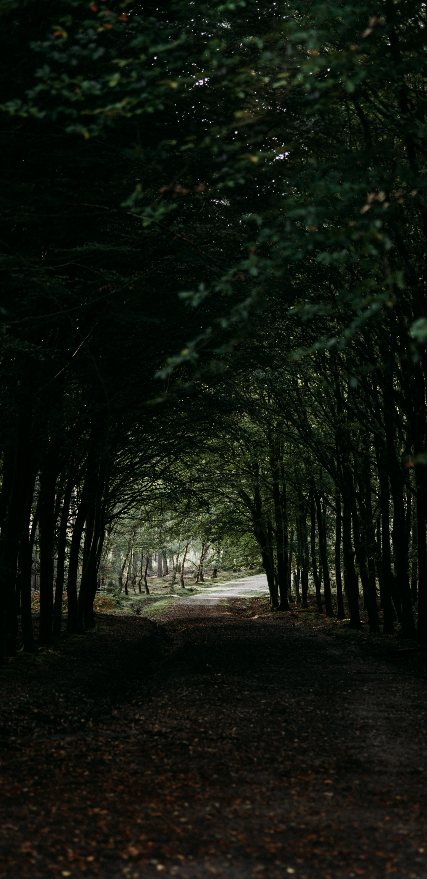 Entorno Natural, Bosque, Bioma, Planta Leñosa, Sucursal. Wallpaper in 1440x2960 Resolution