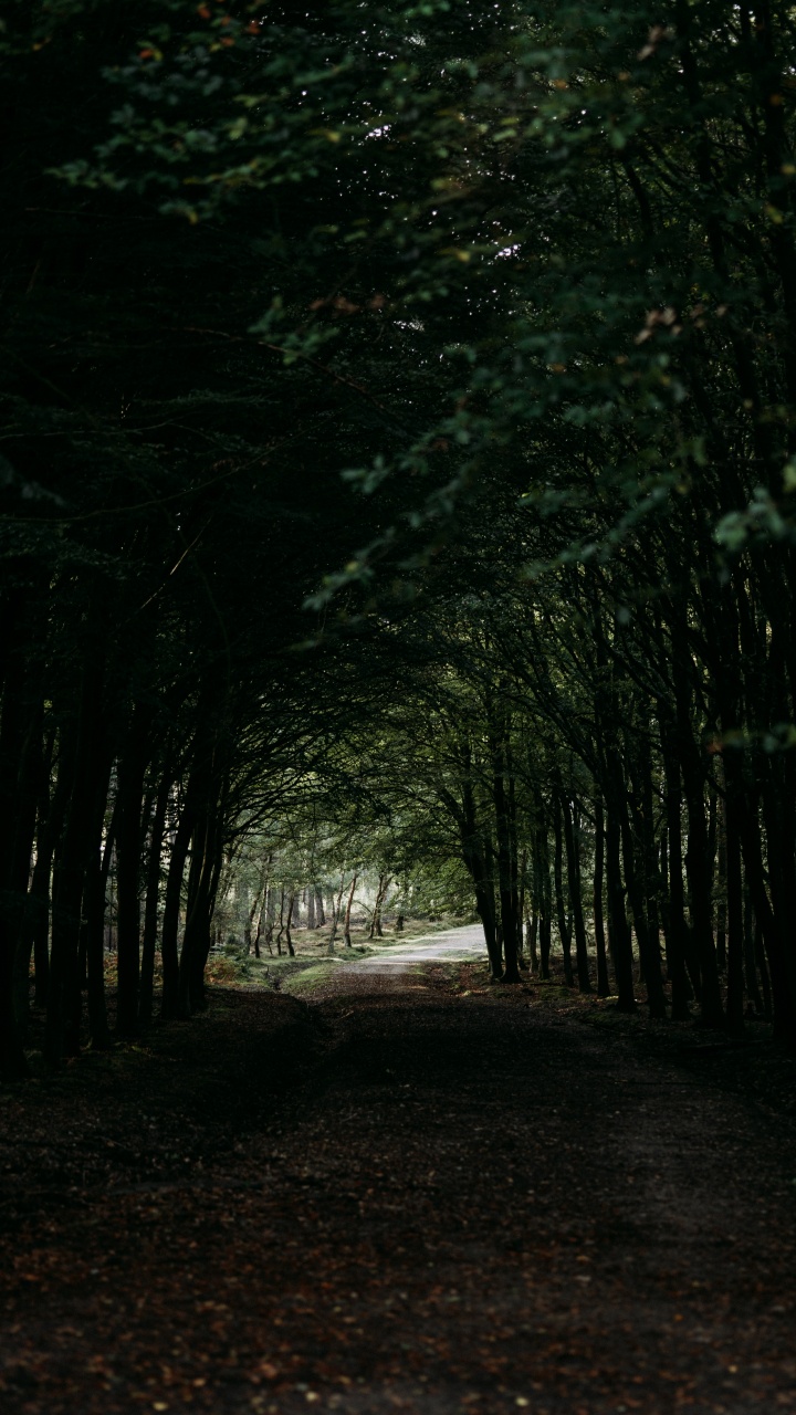 Entorno Natural, Bosque, Bioma, Planta Leñosa, Sucursal. Wallpaper in 720x1280 Resolution