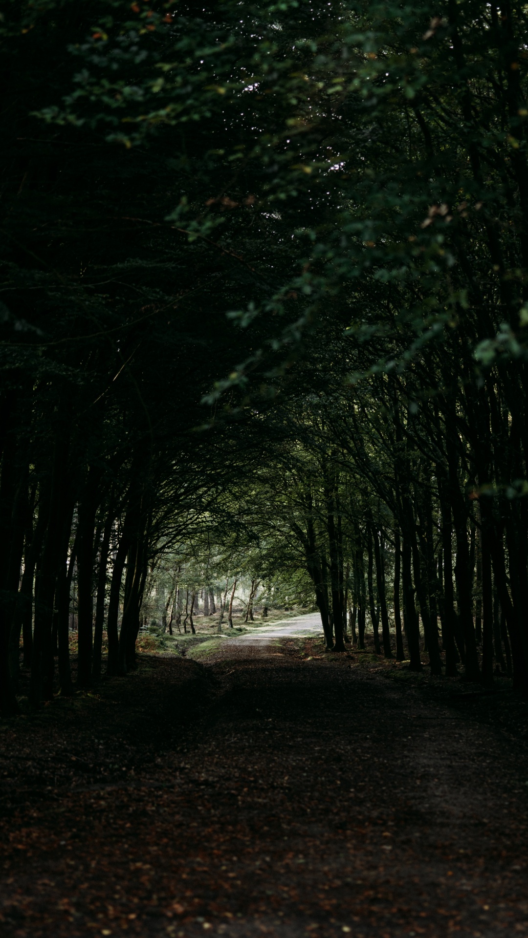 Tree, Darkness, Natural Environment, Forest, Woodland. Wallpaper in 1080x1920 Resolution
