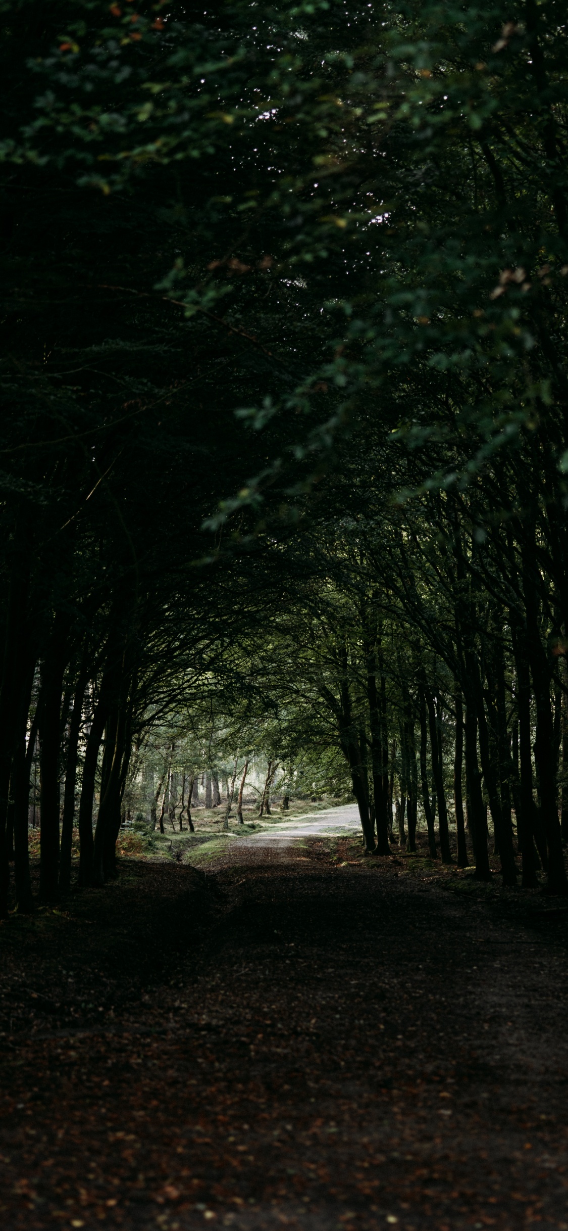 Tree, Darkness, Natural Environment, Forest, Woodland. Wallpaper in 1125x2436 Resolution