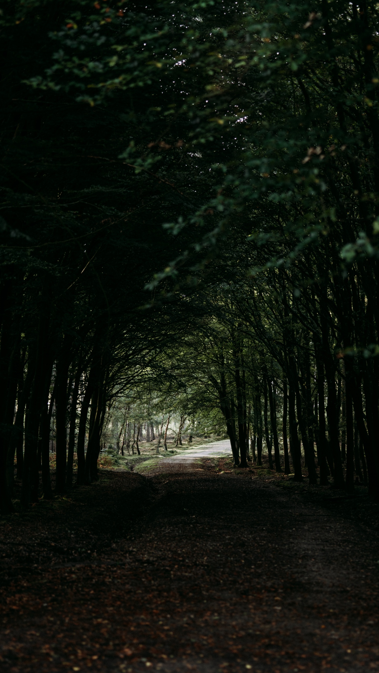 Tree, Darkness, Natural Environment, Forest, Woodland. Wallpaper in 1440x2560 Resolution