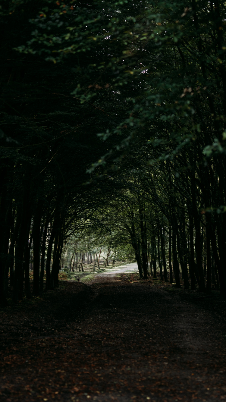 Tree, Darkness, Natural Environment, Forest, Woodland. Wallpaper in 750x1334 Resolution