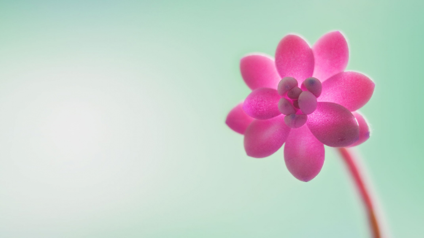 Windows, Windows 10, Microsoft Windows, Windows 8, Windows 7. Wallpaper in 1366x768 Resolution
