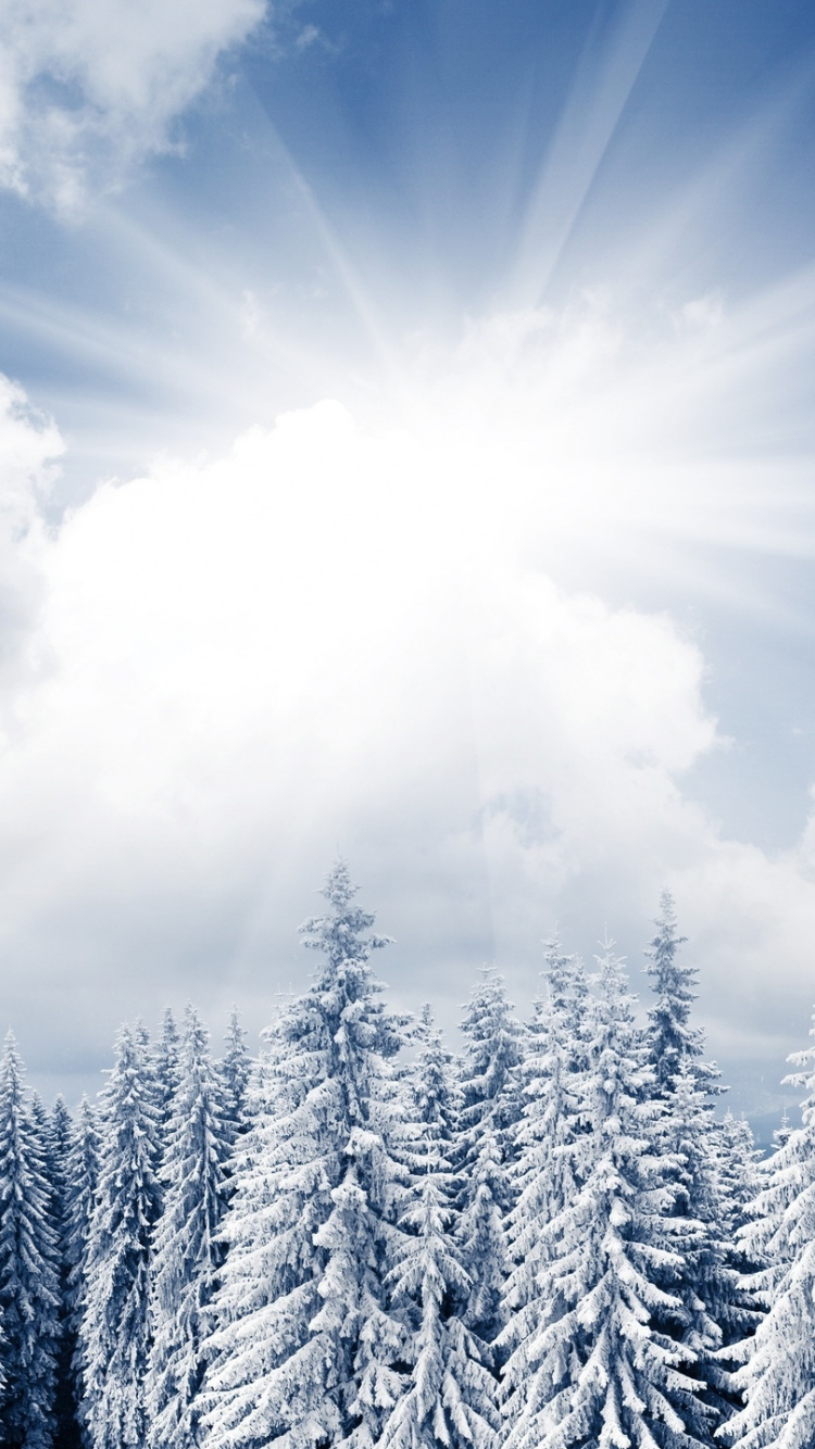 Weiße Schneebedeckte Kiefern Unter Blauem Himmel Tagsüber. Wallpaper in 750x1334 Resolution