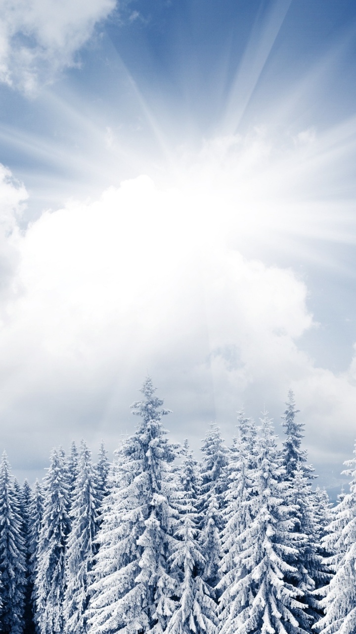 Pinos Cubiertos de Nieve Blanca Bajo un Cielo Azul Durante el Día. Wallpaper in 720x1280 Resolution