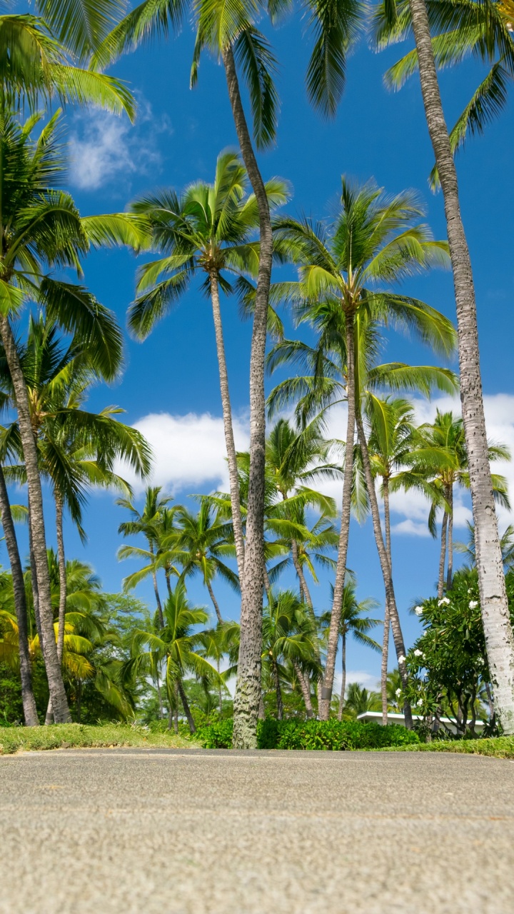 Tagsüber Grüne Palmen Auf Grüner Wiese Field. Wallpaper in 720x1280 Resolution