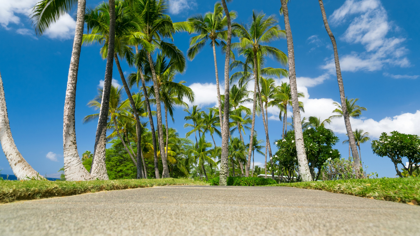 Palmiers Verts Sur Terrain D'herbe Verte Pendant la Journée. Wallpaper in 1366x768 Resolution