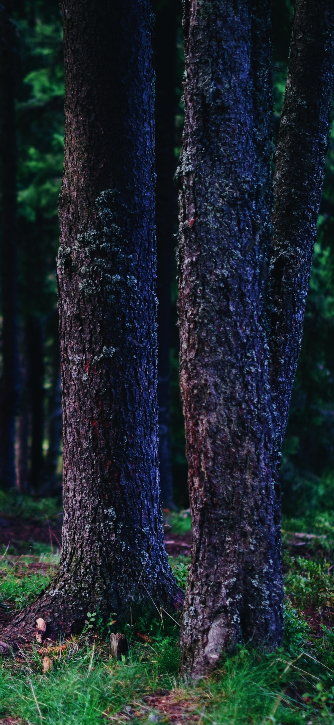 Stamm, Baum, Wald, Gr, Natürlichen Umgebung. Wallpaper in 1125x2436 Resolution