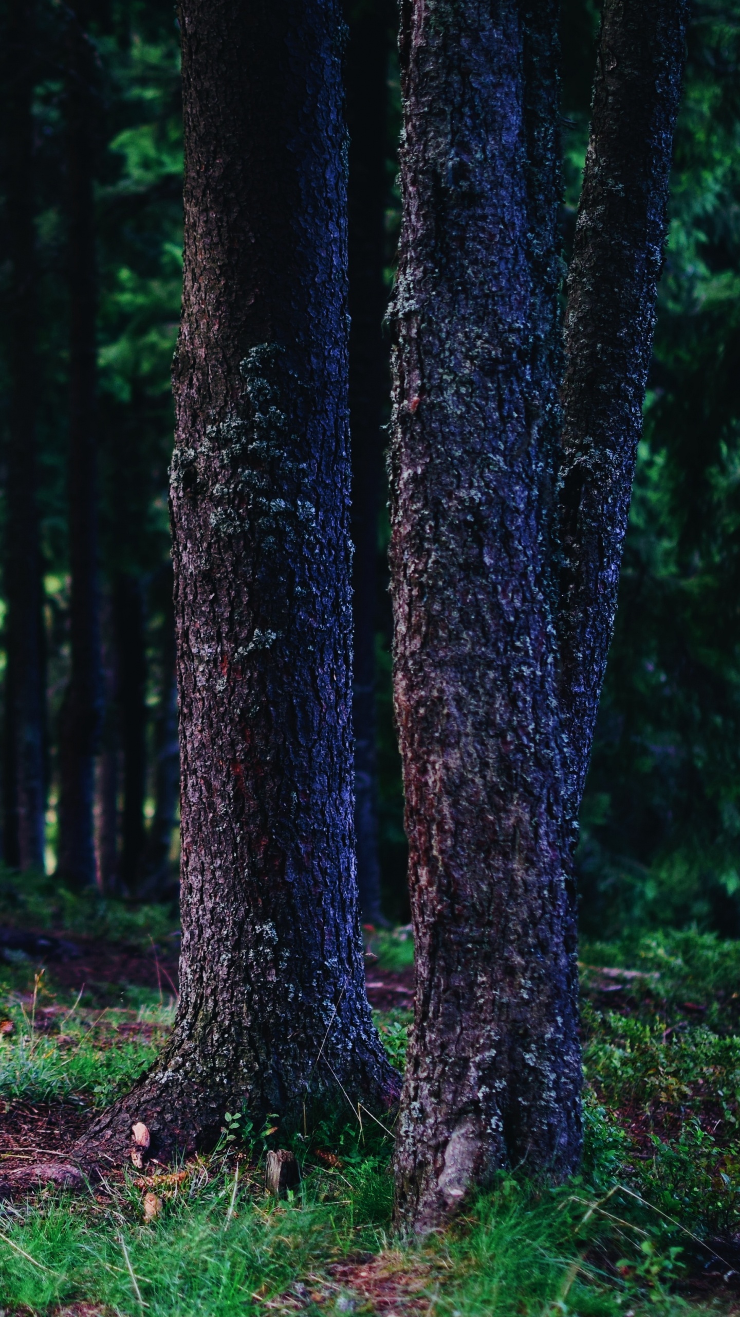 Stamm, Baum, Wald, Gr, Natürlichen Umgebung. Wallpaper in 1440x2560 Resolution