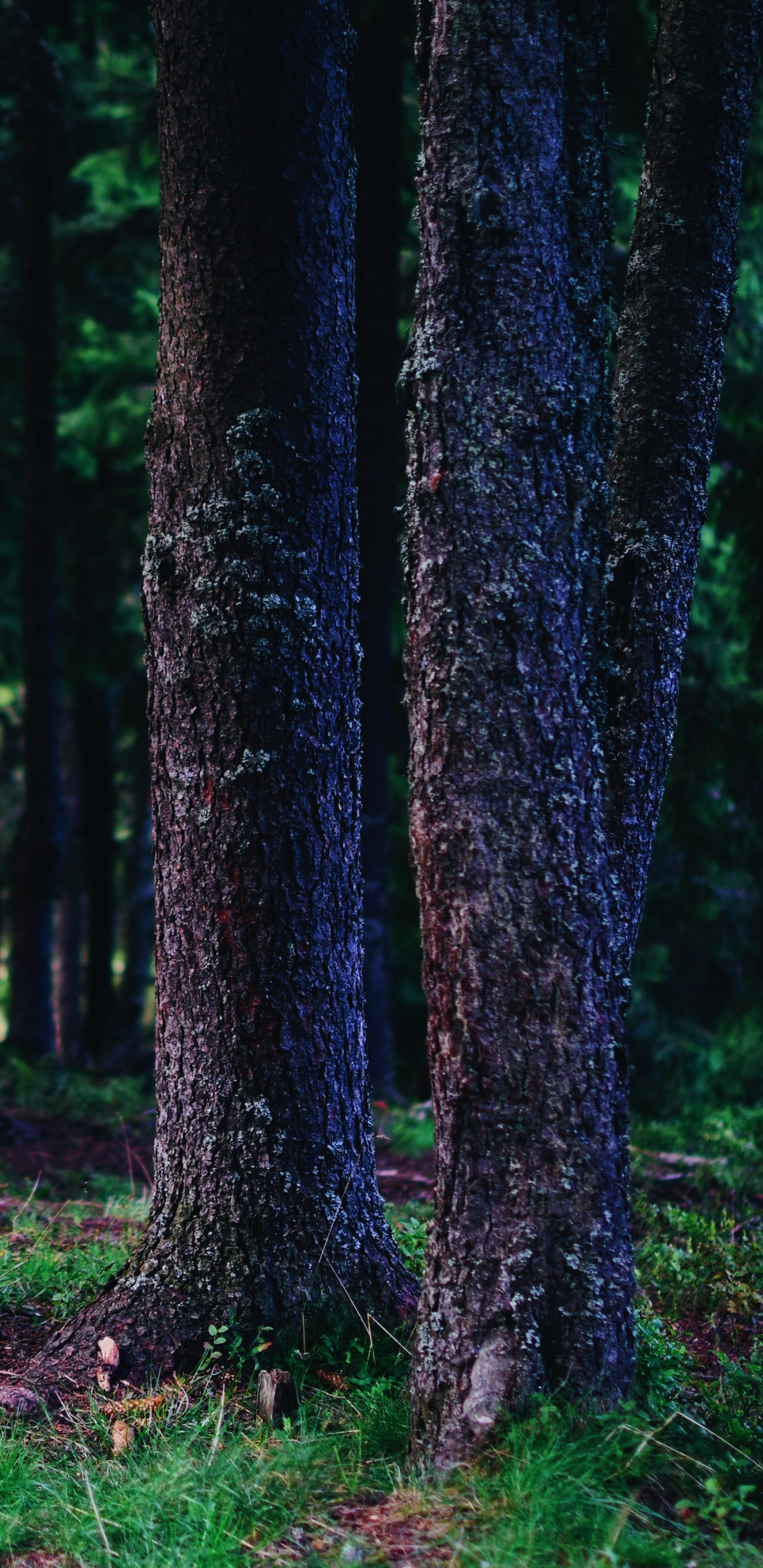 Stamm, Baum, Wald, Gr, Natürlichen Umgebung. Wallpaper in 1440x2960 Resolution